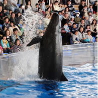 アクアワールド茨城大洗水族館